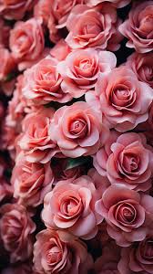 beautiful rose flower aesthetics 190