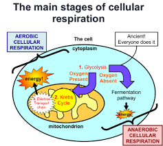 Cellular Respiration Flashcards