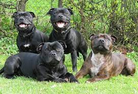 Perros de raza | Staffordshire Bull Terrier