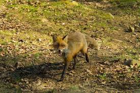 Image result for wild fox animal