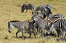 These zebras deal with predators, such as lions and cheetahs. Where Do Zebras Live Zebras Habitat Zebras Habitats Animals