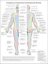 Cutaneous Innervation Of Peripheral Nerves Poster
