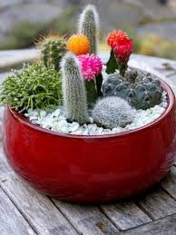 14 Diy Cactus Dish Garden Ideas