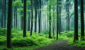 green trees in the middle of a forest