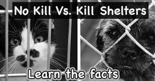 We the two be attentive to what the different guard will do, to no longer be gross, yet overcrowding = ineffective animals. No Kill Shelters Learn The Facts And Better Alternatives Furry Nation Salvation