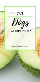 Unfortunately, giving cats spicy foods can potentially make them seriously ill. Can Dogs Eat Honeydew Is Honeydew Safe For Dogs Petshoper