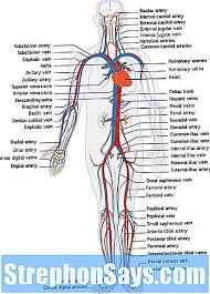 Le arterie portano sangue rosso vivo mentre viene ossigenato mentre le vene hanno il sangue rosso scuro. Differenza Tra Sistema Circolatorio E Sistema Linfatico Confronta La Differenza Tra Termini Simili Vita 2021