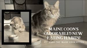 maine cat eating with paws