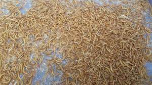 how to clean mealworm bedding custom