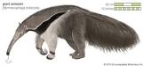 نتیجه جستجوی لغت [anteater] در گوگل