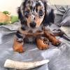 We specialize in finding permanent homes for dachshund and dachshund mixes. 1