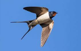 Why Barn Swallows Become A Problem In