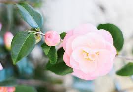 Japanese flower motifs typically recognize the cycle of birth and death, as well as rebirth, since some flowers will bloom more than once consistently, representing the life struggles we all have to go through yet still persevere from. Camellia Meaning And Symbolism Ftd Com