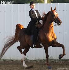 saddle seat equitation form to