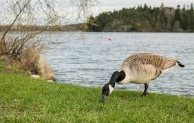 Last year our new neighbors got rid of their backyard shed and we suddenly had raccoons digging up our backyard looking for grubs. 6 Smart Ways To Keep Geese Off Your Dock My Backyard Life
