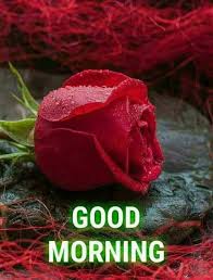 red rose good morning images photo