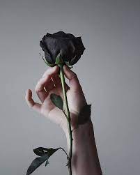 Black Rose, beauty natural, HD mobile ...
