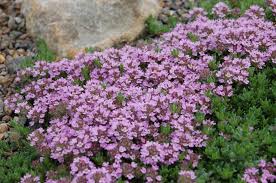 thyme purple creeping new herbs