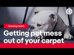 how to remove dog from carpet