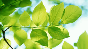 Image result for images The Green Leaves Of Summer