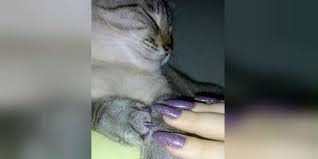 And i think fear is a form of suffering. Is It Safe To Paint Your Cat S Nails The Dodo
