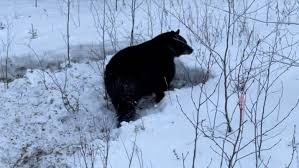 Large Bear Spotted In Yukon Awake In