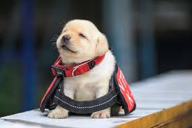 Image result for IMAGES PUPPIES