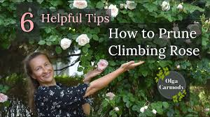 pruning climbing roses