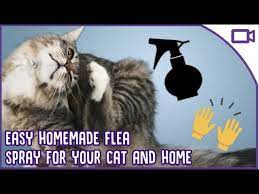 diy flea treatment for cat