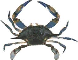 Blue Crab Facts Maryland Crabs Your Maryland Blue Crab