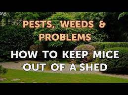 How To Keep Mice Out Of A Shed