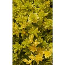 cesicia gold moss sedum spreading plant