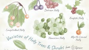 18 Species Of Holly Plants