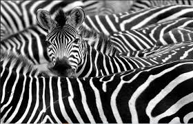 Zebra Wall Art Painting Posters And Prints