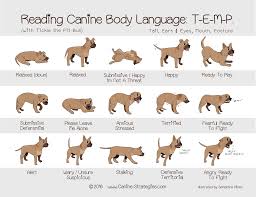 Dog Body Language Tail Ears Eyes Posture Mouth Relaxed