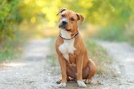 But if you can provide a loving home that meets this mix's needs, you'll have an adoring family member who can dish out plenty of cuddle sessions. The American Staffordshire Terrier Dogs Love Us More