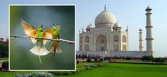 agra bharatpur tour package from delhi