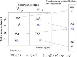 A punnett square is a graphical representation of the possible genotypes of an offspring arising from a particular cross or breeding event. Punnett Square An Overview Sciencedirect Topics