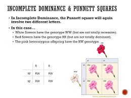 Complete a punnett square for this cross. Ppt Co Dominance Incomplete Dominance Powerpoint Presentation Free Download Id 1917435