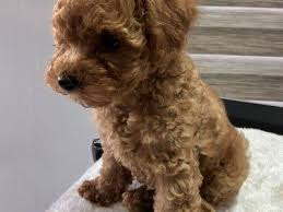 absolutely stunning purebred toy poodle