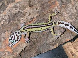 Le Gecko léopard / Les phases Images?q=tbn:ANd9GcRkwT9dfnl1FlZg7xzPMWYagFjseLHq9t6y_uWCjjtz_D-bhhTu