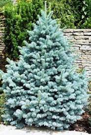 how to grow blue spruce watters