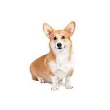 Hachi and butters are the two corgis who are playing the queen's dogs in the audience, an upcoming theatre show, and who both turn 3 on dec. Pembroke Welsh Corgi Puppies Petland Novi