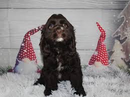 It makes a terrific pet and/or a fine hunting companion. Cocker Spaniel Dog Male Chocolate 2912658 Pet City Houston