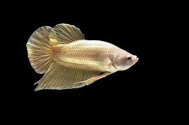 Female Betta Fish Color Variations
