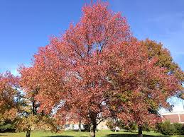 5 Beautiful Autumn Trees That Grow In