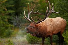 bull deer elk elks wallpaper flare
