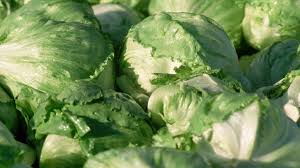 does iceberg lettuce really have no