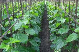 how to grow betel leaf plant nursery