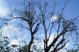 Especially during a storm when conditions are severe. My Tree Is Dying From The Top Down By 72 Tree Removal Services Medium